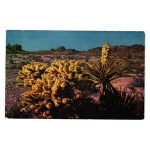 Cholla Yucca Cactus Desert Plant Landscape Vintage Postcard Kodakchrome C2278